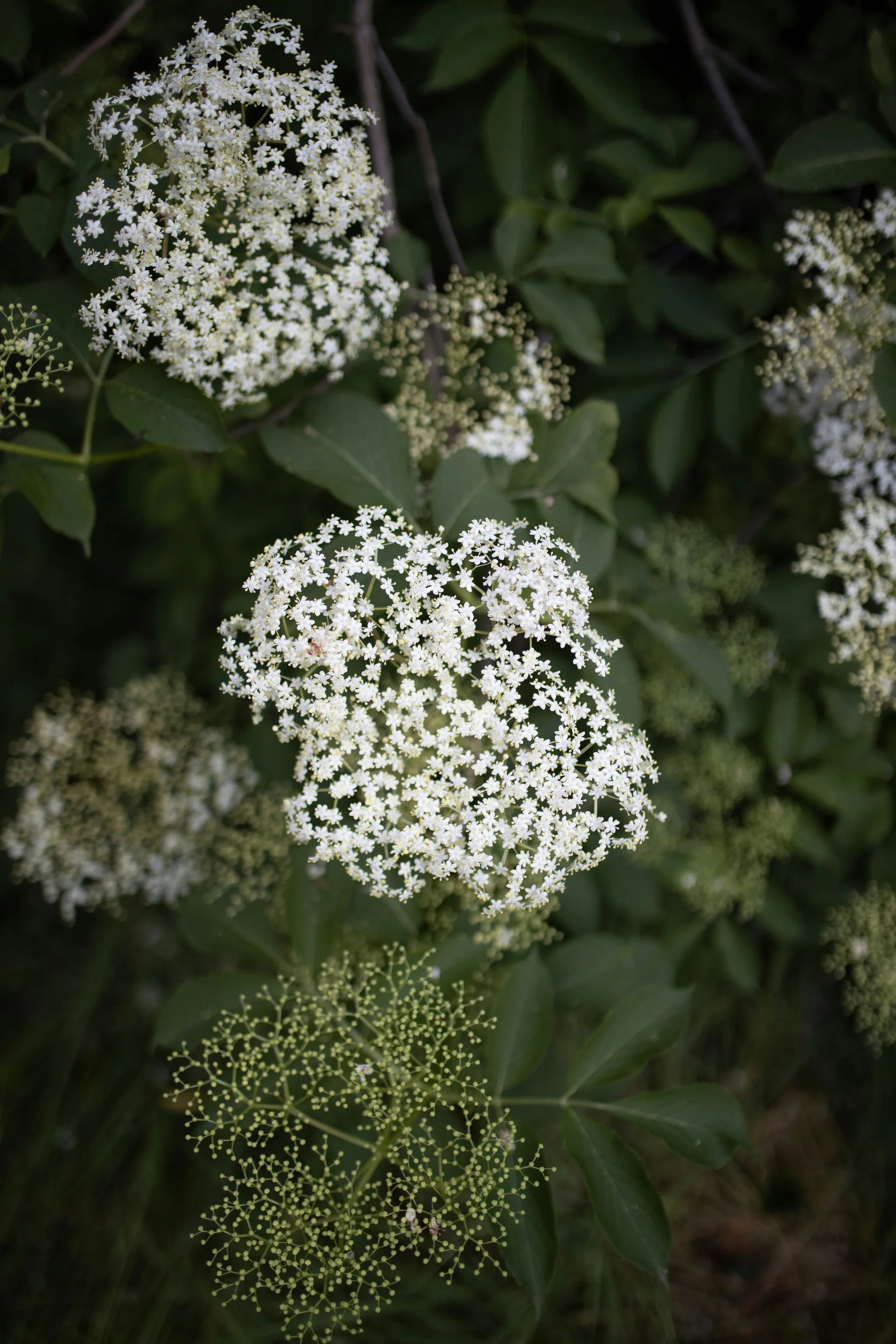 Heavy clusters of dark elderberries hanging from pale green stems
