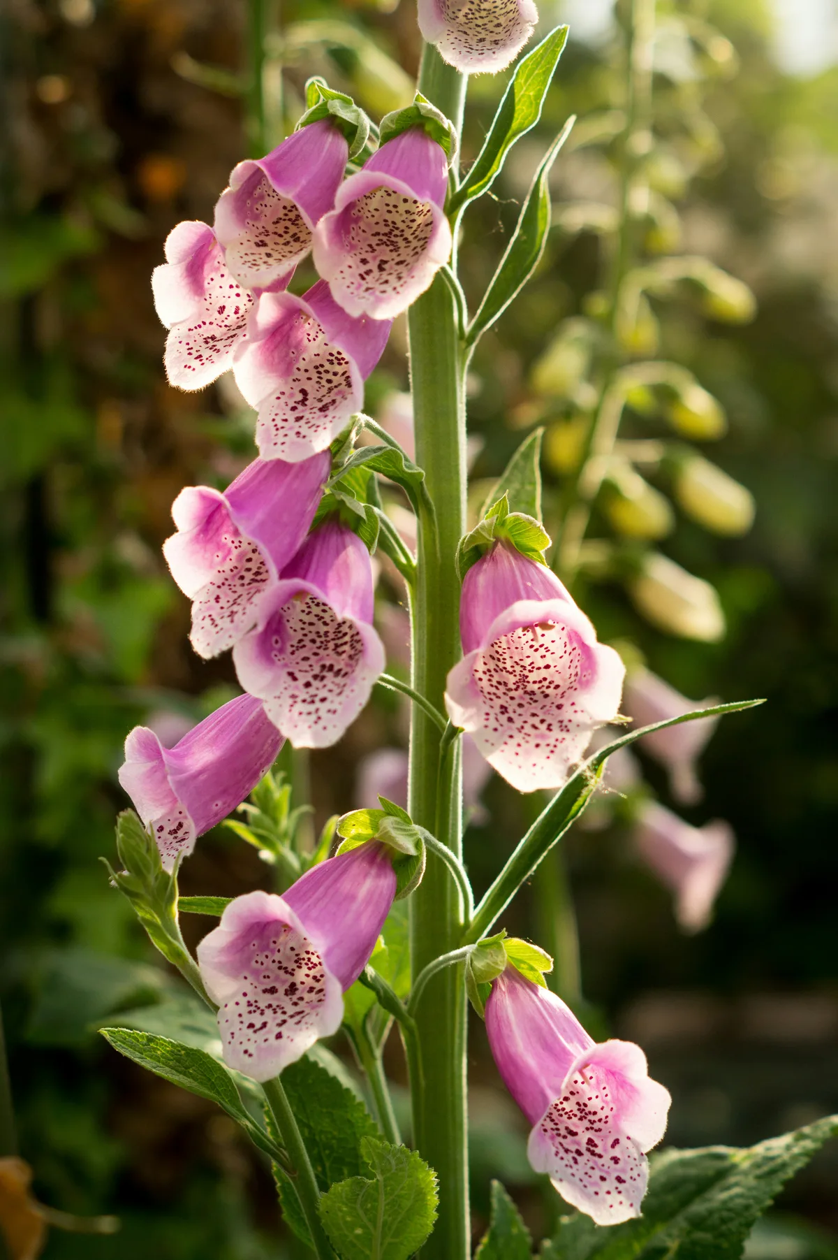 Tall foxglove spire of spotted pink-purple bell flowers against dark woodland