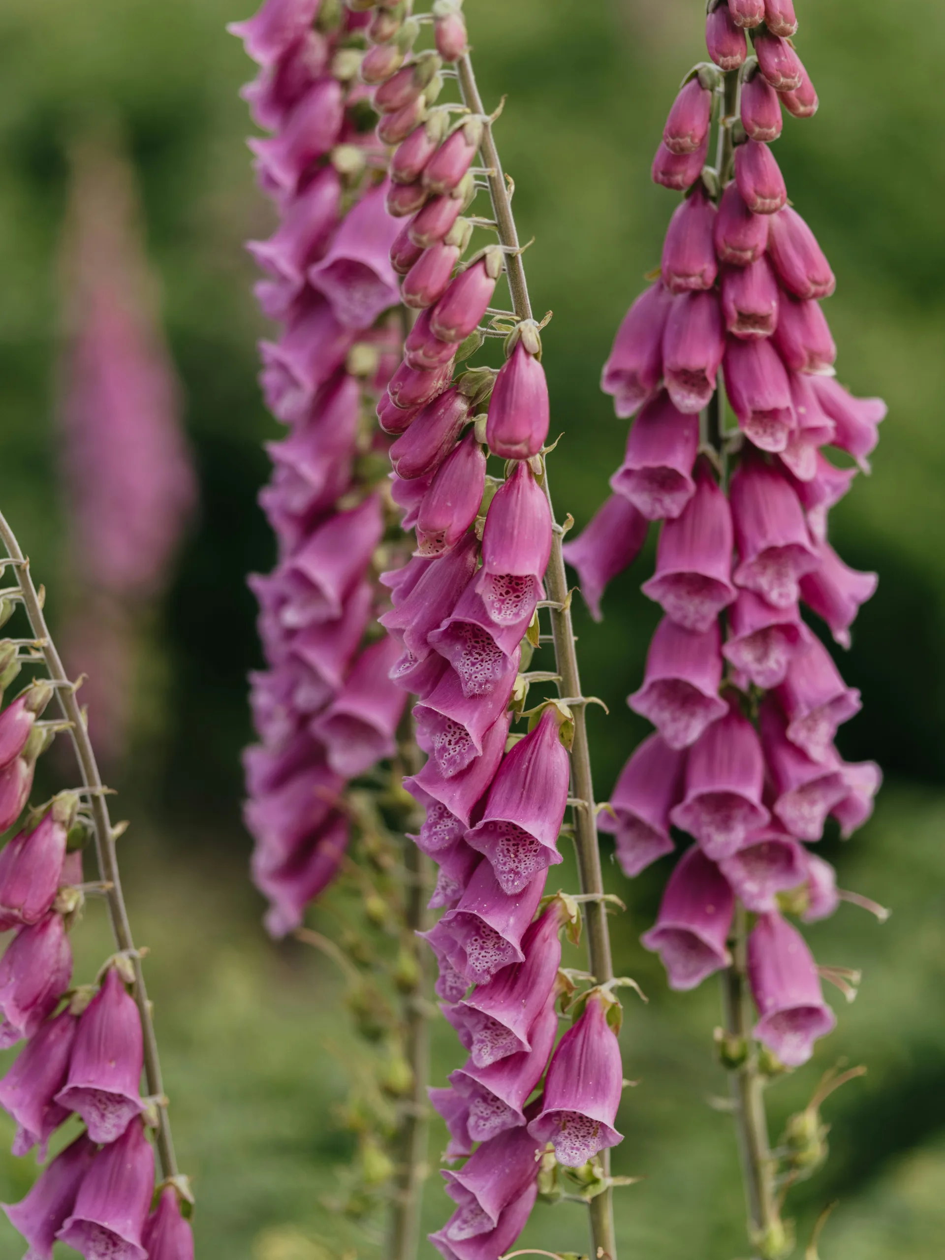 Tall foxglove spire of spotted pink-purple bell flowers against dark woodland