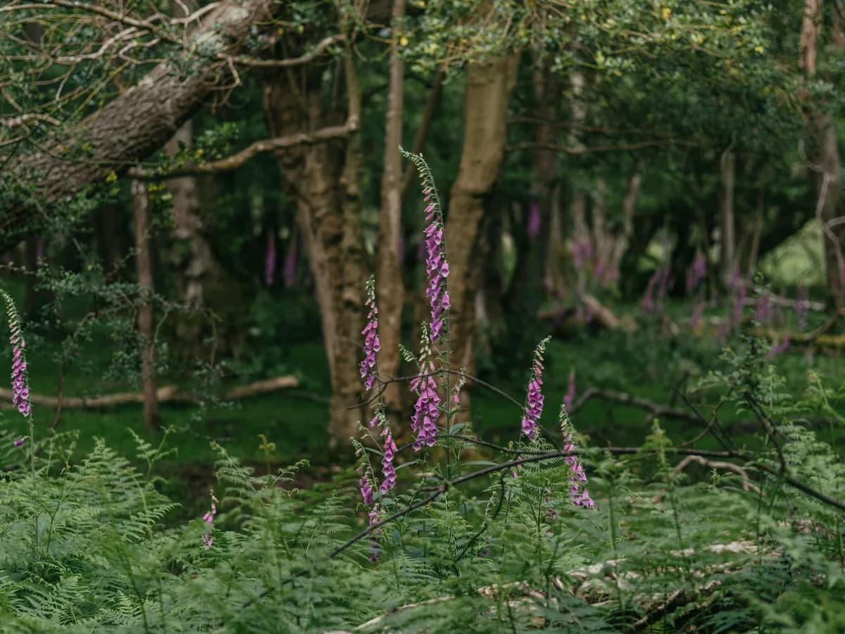 Tall foxglove spire of spotted pink-purple bell flowers against dark woodland