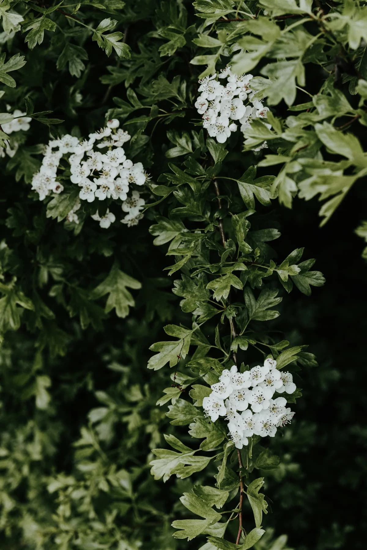 Hawthorn branch arching with clusters of white blossom against deep green foliage