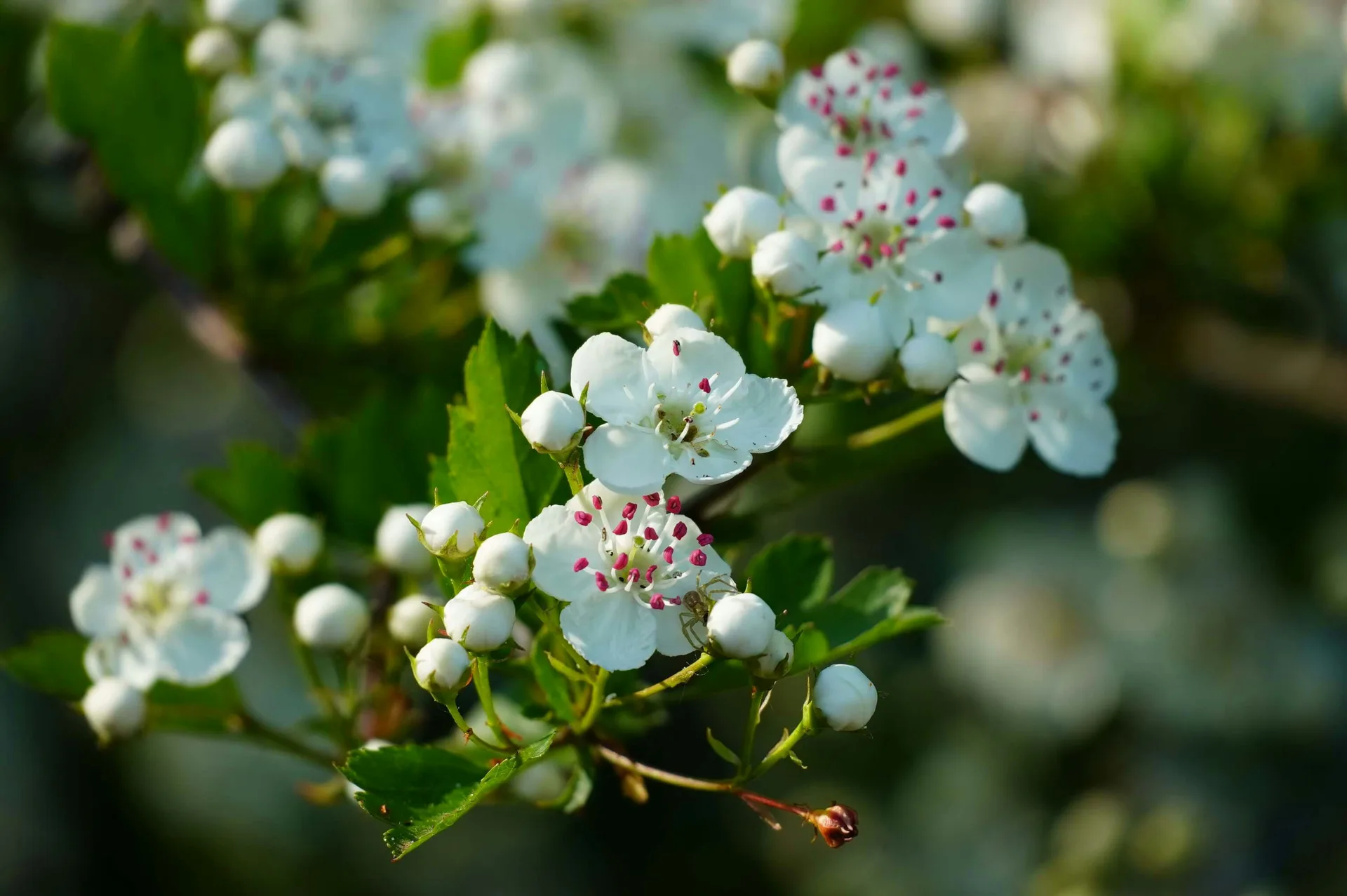Close-up of hawthorn blossom — white five-petalled flowers with pink stamens and tight buds