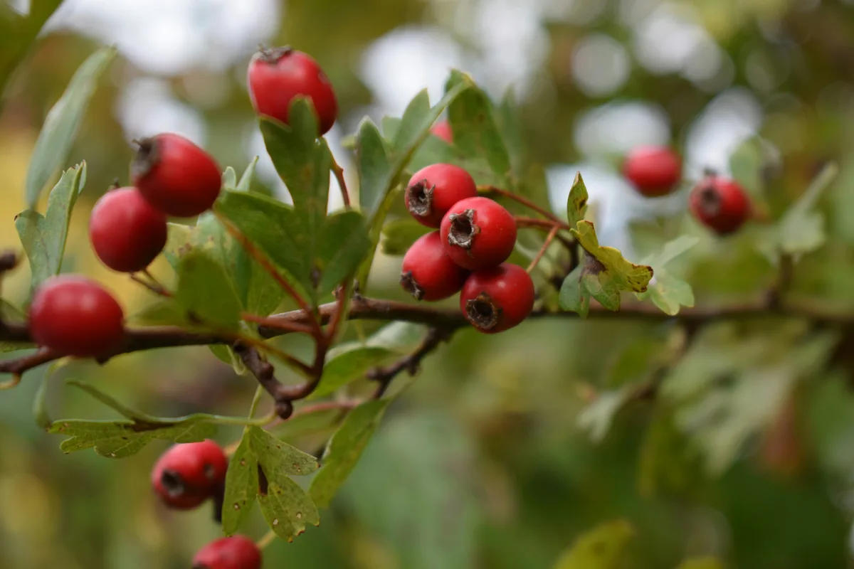 Hawthorn branch heavy with clusters of dark red haws against autumn sky